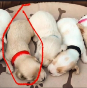 Pepper – miniature, cream Teckel en venta