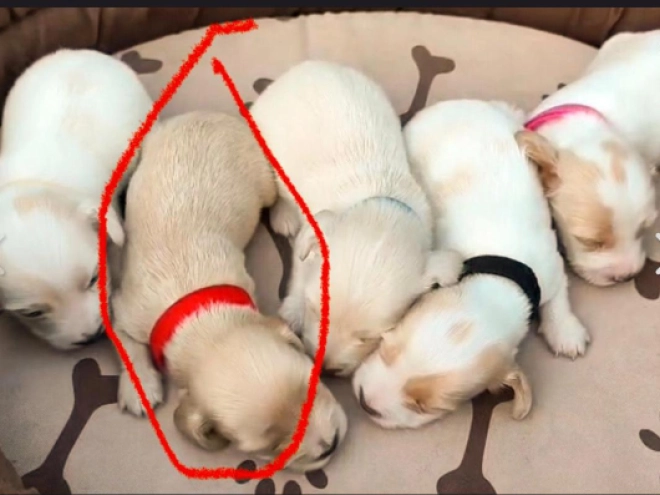 Perros Teckel en venta