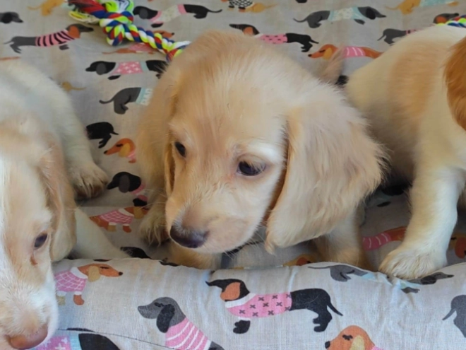 Dachshund puppy for sale