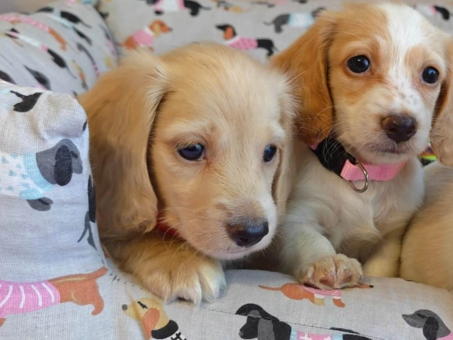 Dachshund puppy for sale