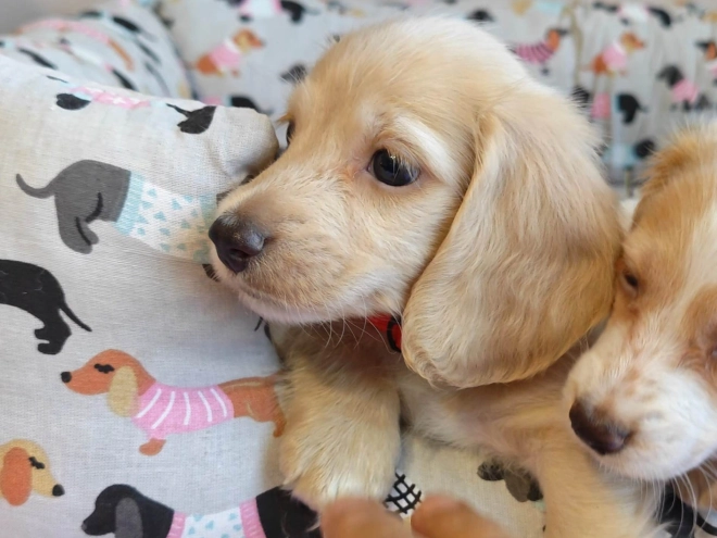 Dachshund puppy for sale