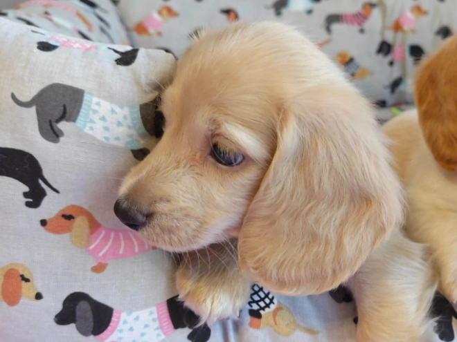 Dachshund puppy for sale