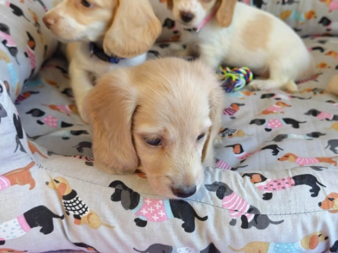 Dachshund puppy for sale