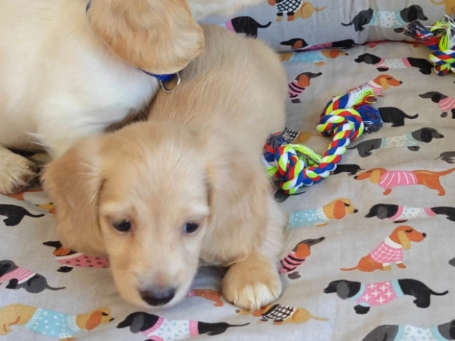 Dachshund puppy for sale