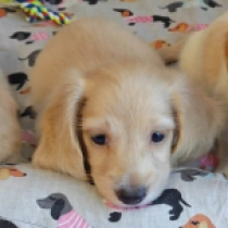 Enzo, cream Dachshund for sale