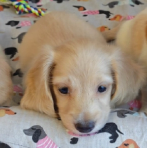 Perros Teckel en venta