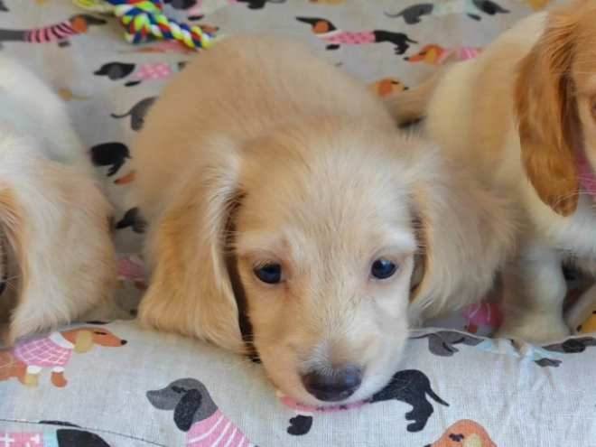 Dachshund puppy for sale
