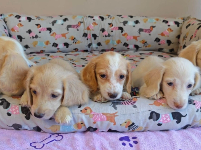 Dachshund puppy for sale