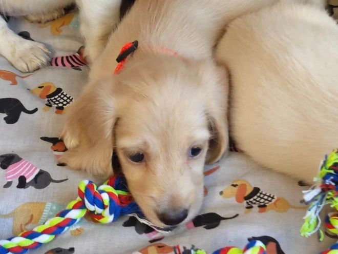 Dachshund puppy for sale