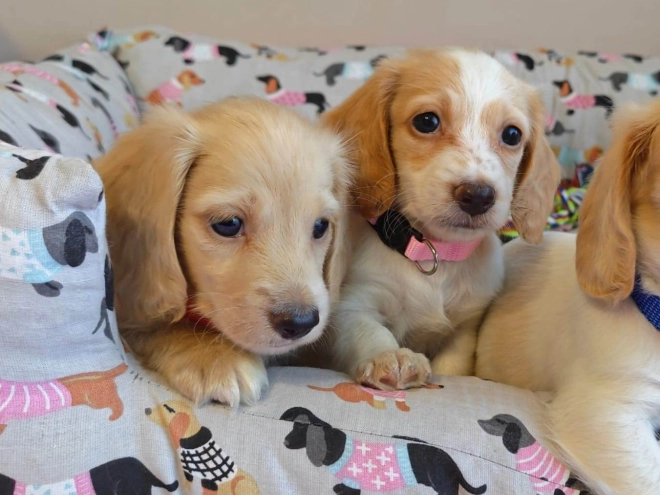 Dachshund puppy for sale