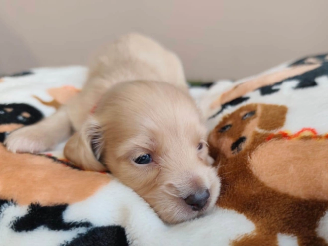 Dachshund puppy for sale