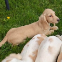 Enzo, cream Dachshund for sale