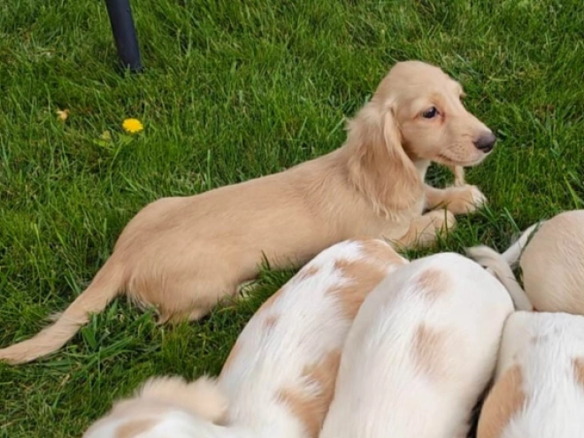 Dachshund puppy for sale