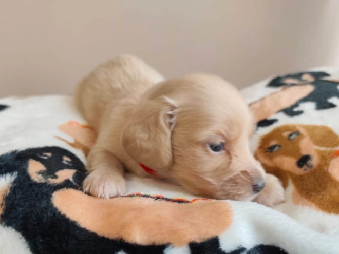 Dachshund puppy for sale