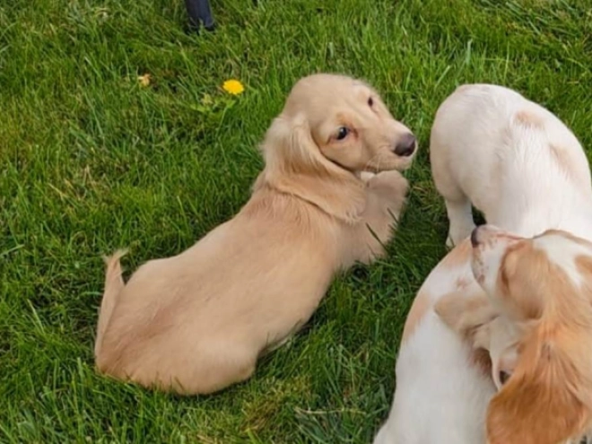 Dachshund puppy for sale