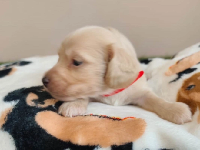 Dachshund puppy for sale