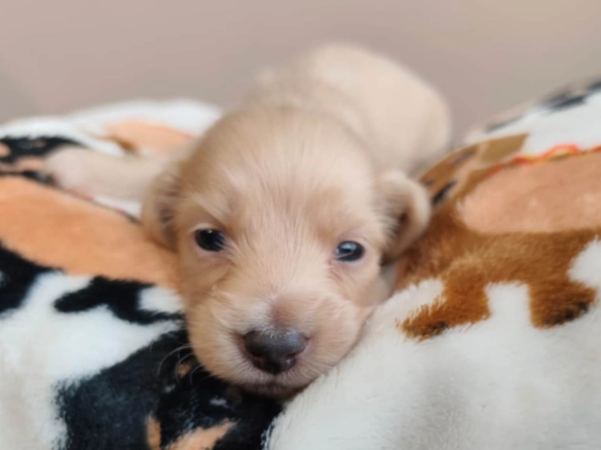 Dachshund puppy for sale