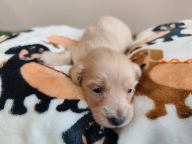 Dachshund puppy for sale
