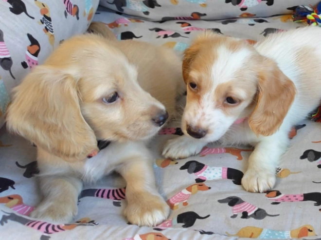 Dachshund puppy for sale