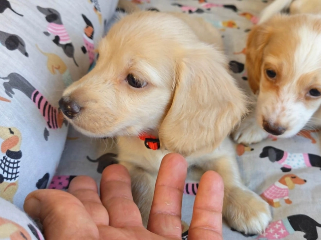 Dachshund puppy for sale