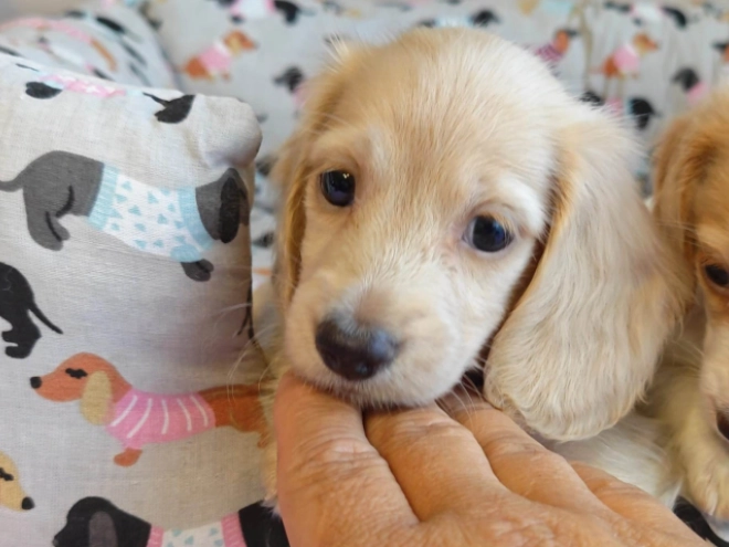 Dachshund puppy for sale