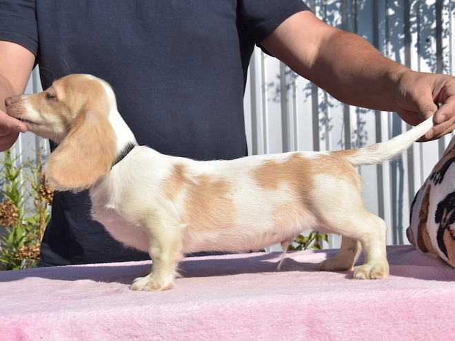 Dachshund puppy for sale