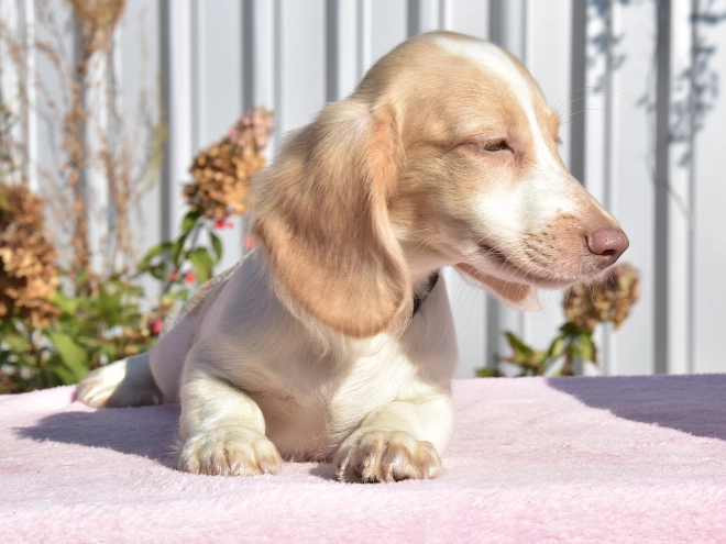 Dachshund puppy for sale