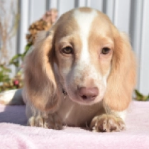 Little Dog – miniature,  Dachshund for sale
