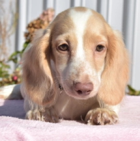 Dachshund puppy for sale