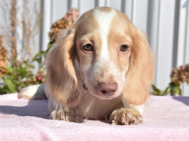 Dachshund puppy for sale