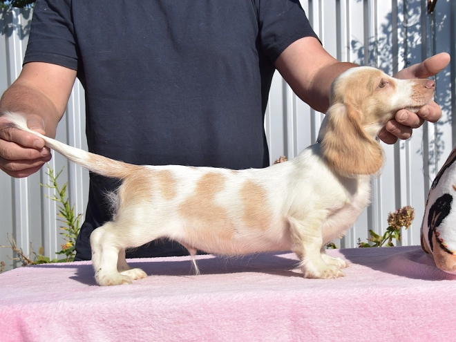 Dachshund puppy for sale