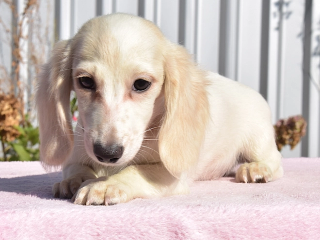 Dachshund puppy for sale