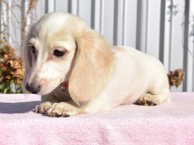 Dachshund puppy for sale