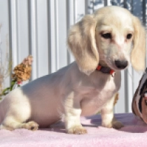 Jack – miniature,  Dachshund for sale