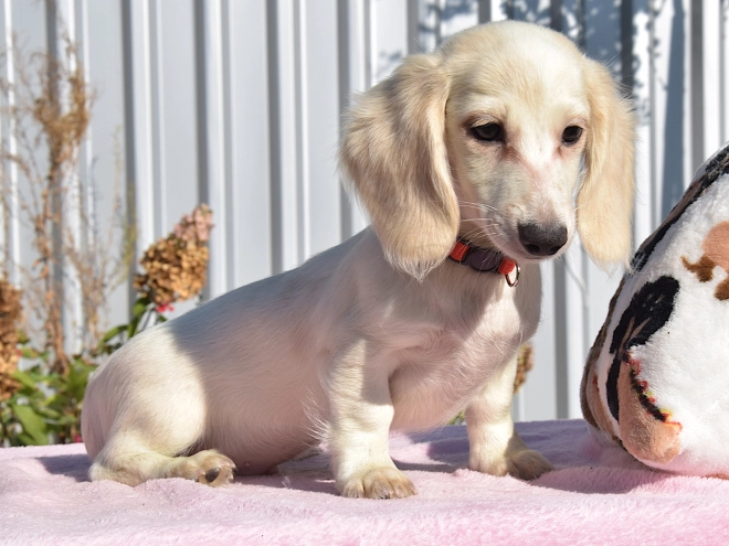 Dachshund puppy for sale