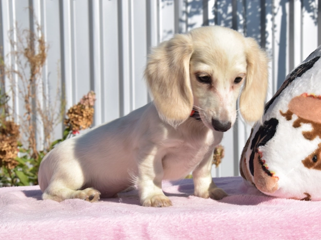 Dachshund puppy for sale