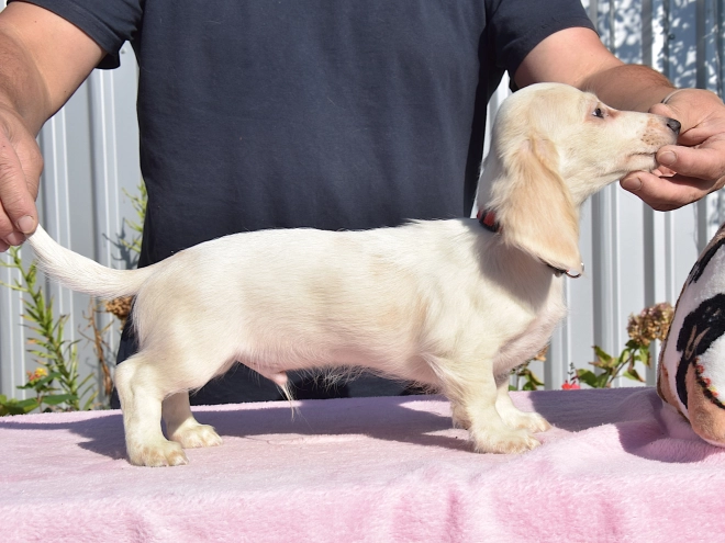 Dachshund puppy for sale