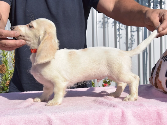 Dachshund puppy for sale