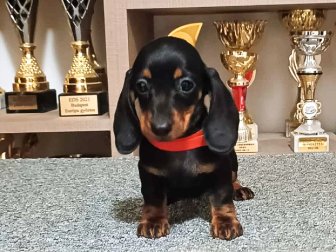 Dachshund puppy for sale