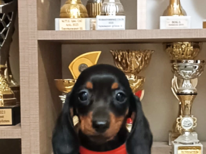 Dachshund puppy for sale