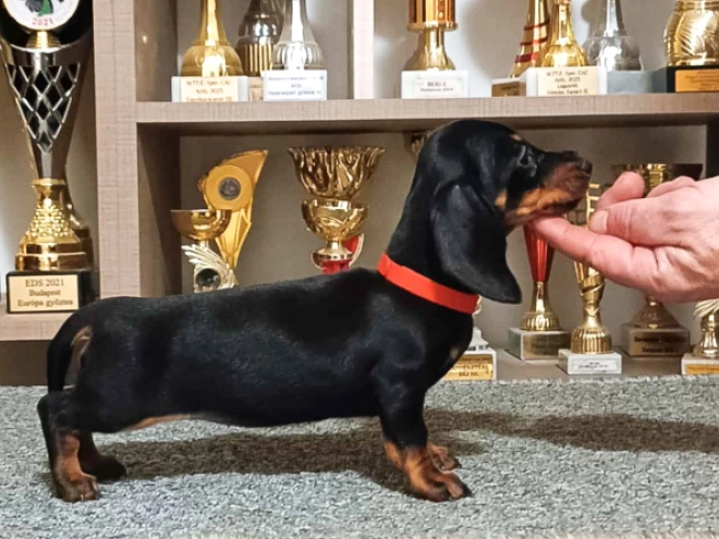 Dachshund puppy for sale
