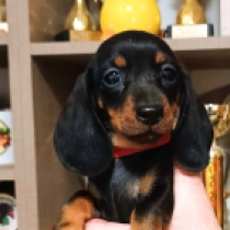 Dachshund puppy for sale