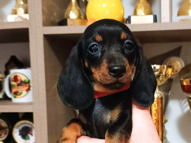 Dachshund puppy for sale