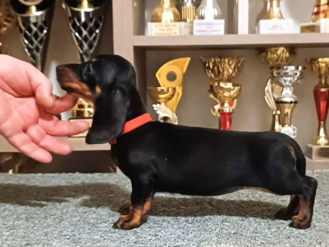 Dachshund puppy for sale