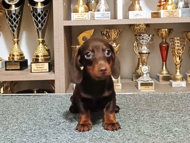 Dachshund puppy for sale
