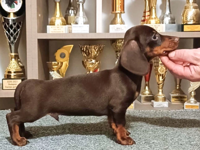 Dachshund puppy for sale