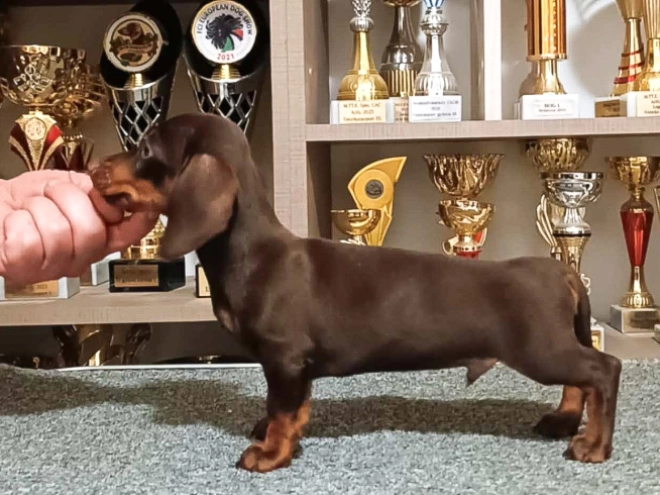 Dachshund puppy for sale