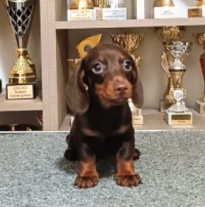 Dachshund puppy for sale