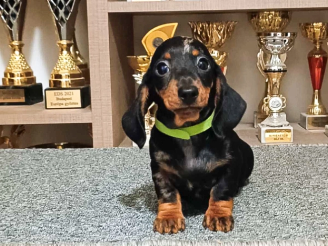 Dachshund puppy for sale