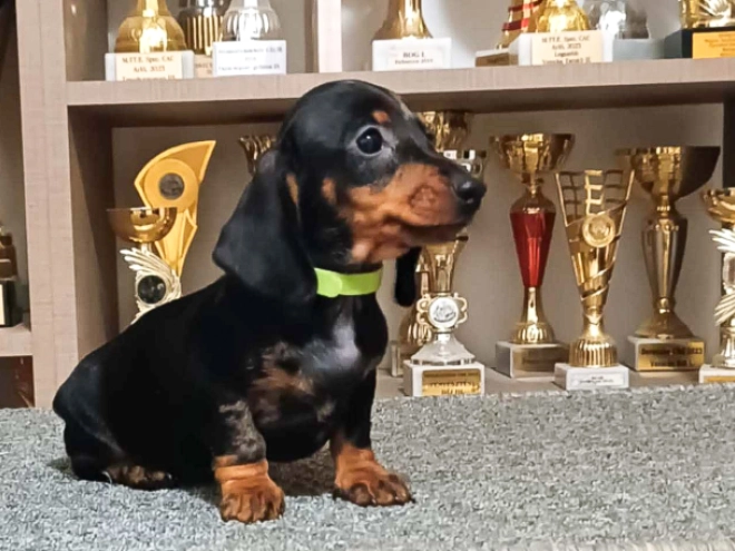 Dachshund puppy for sale